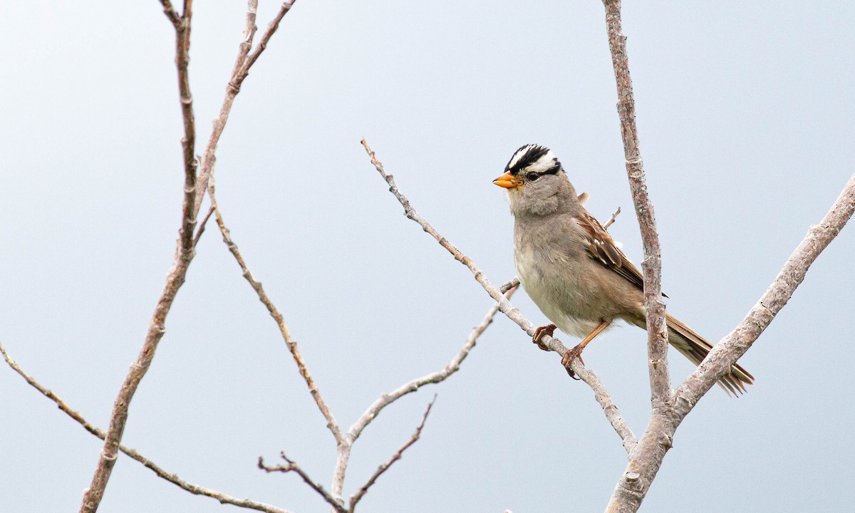 Bruant à couronne blanche - ML167701031