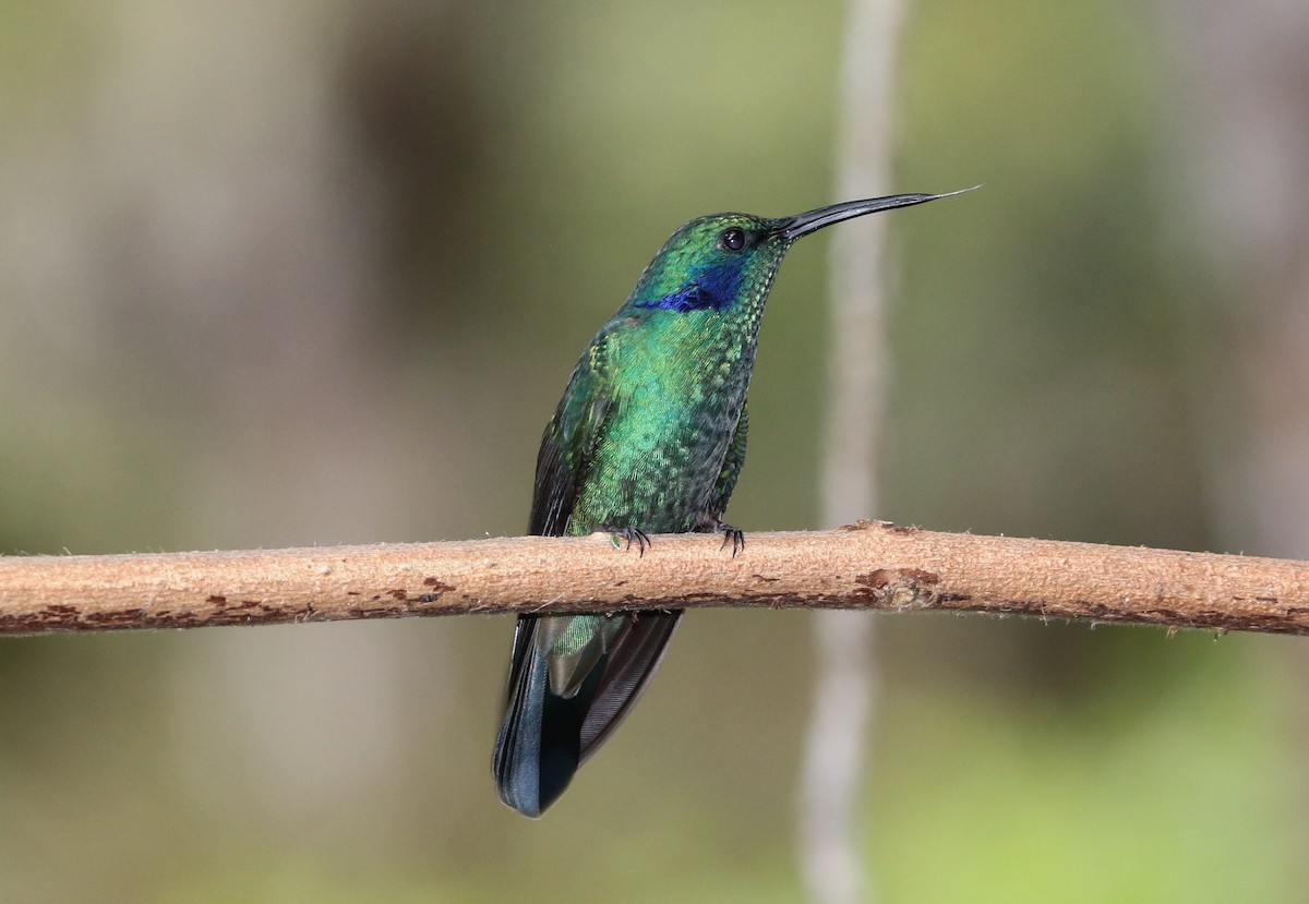 kolibřík modrouchý - ML167702571