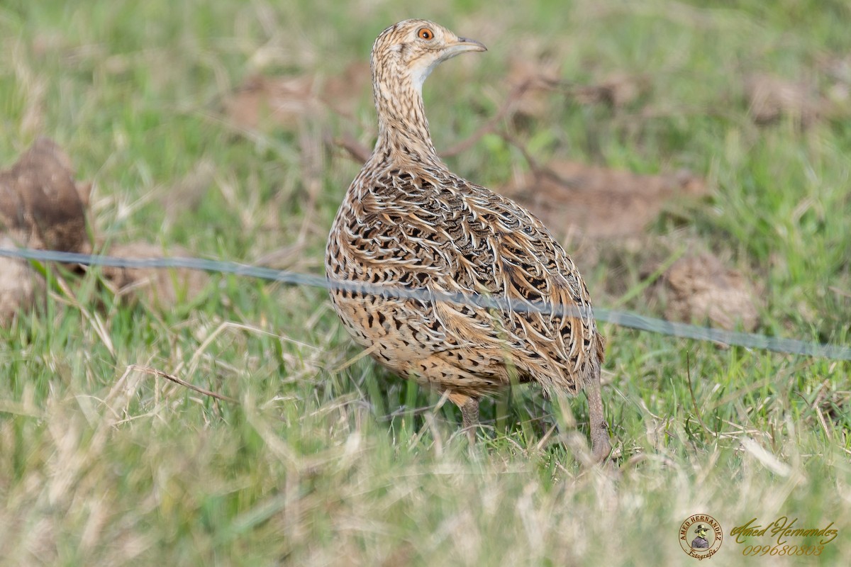 Tinamou tacheté - ML167704451