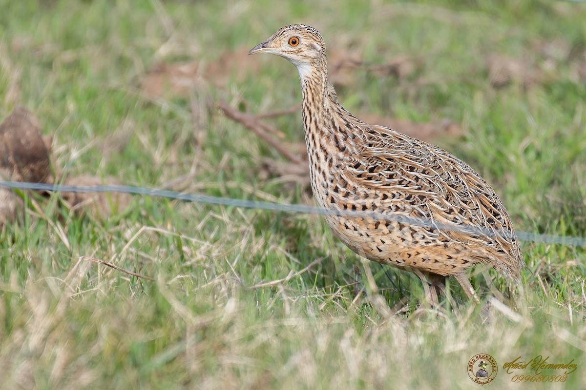 Tinamou tacheté - ML167704461