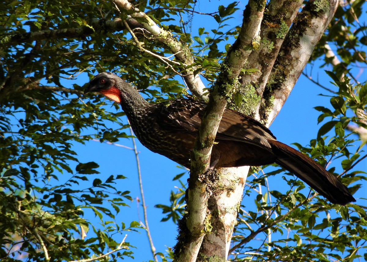 Dusky-legged Guan - Carlos Otávio Gussoni