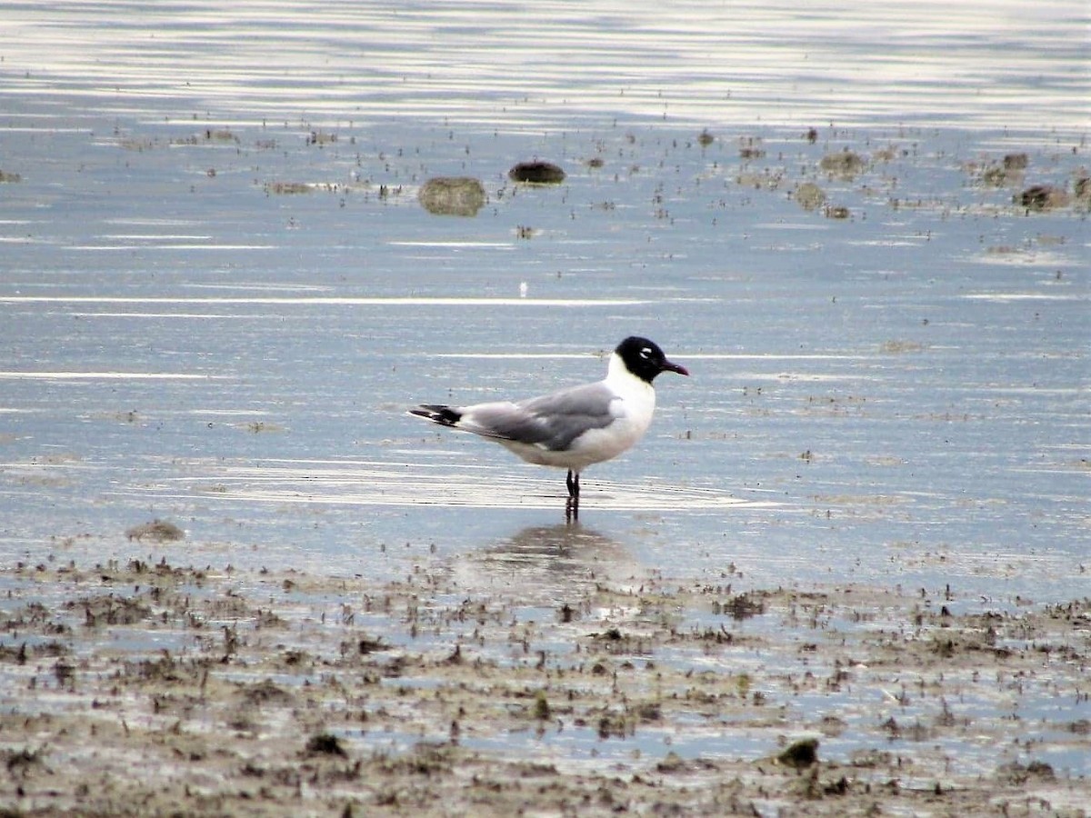 Franklin's Gull - ML167707431