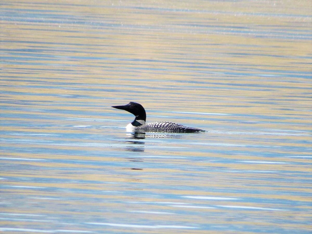 Common Loon - ML167707721