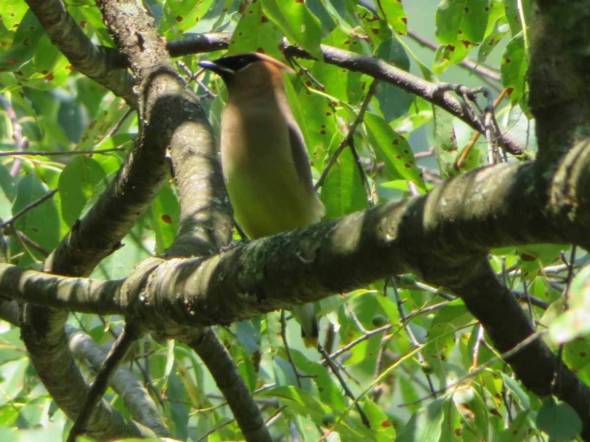 Cedar Waxwing - ML167712601