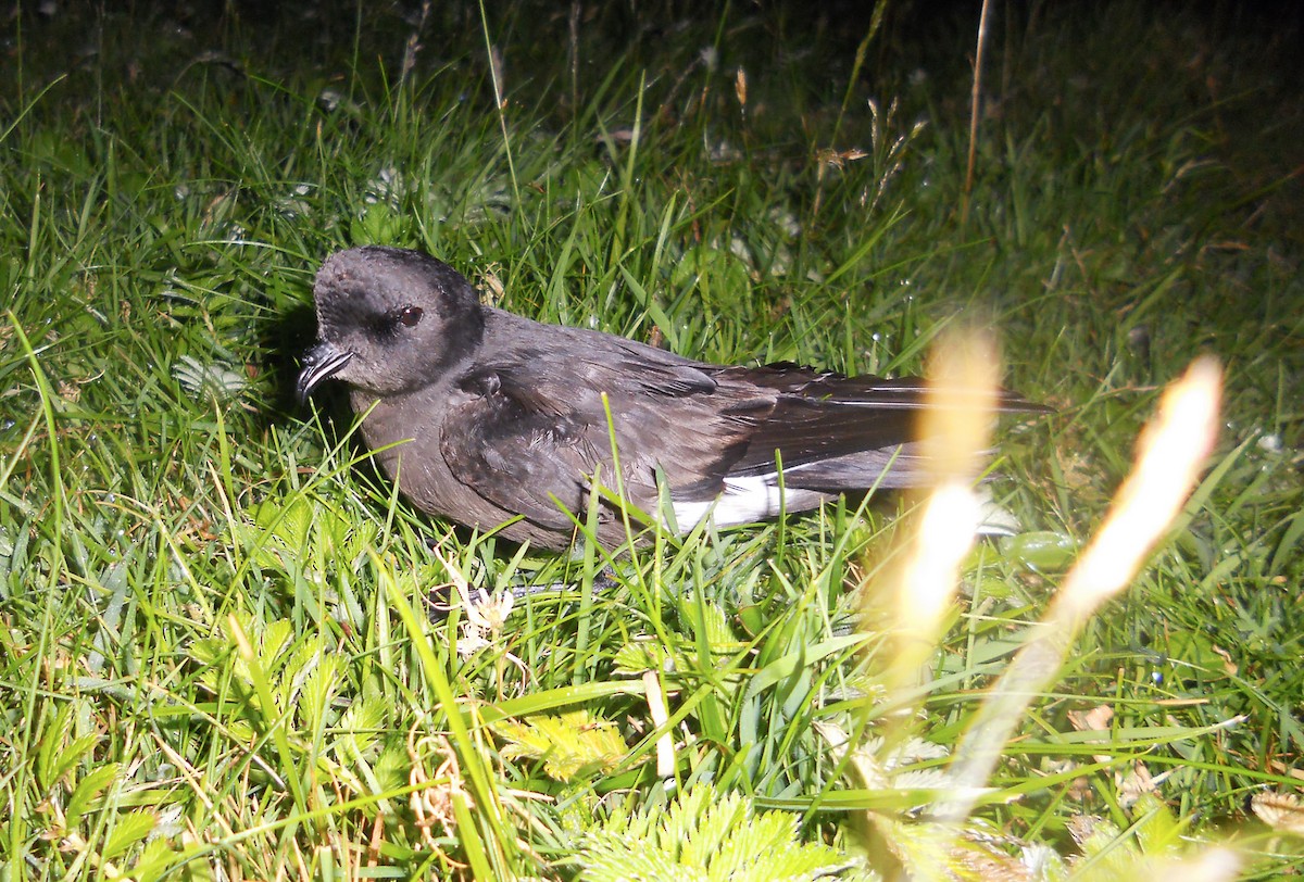 European Storm-Petrel (British) - Stephen Menzie