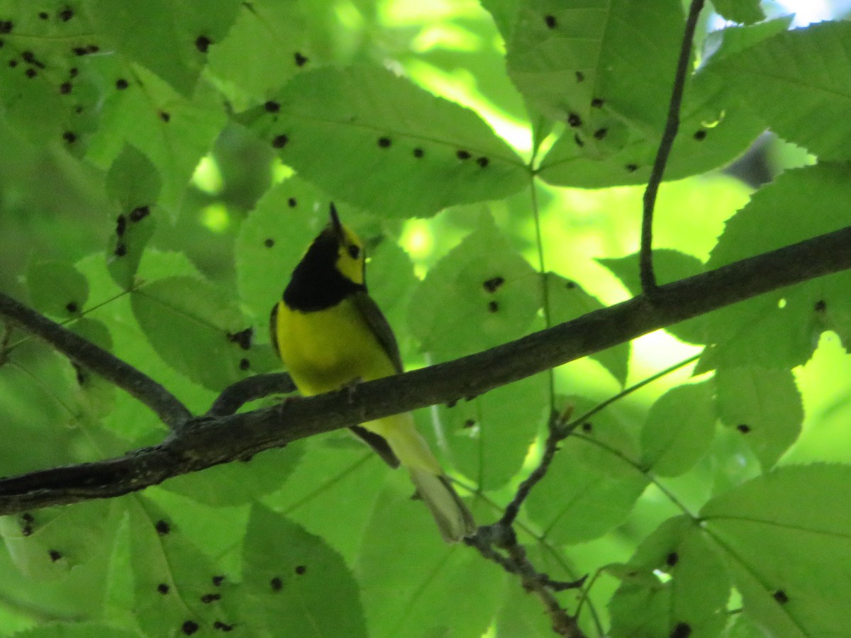 Hooded Warbler - ML167713011