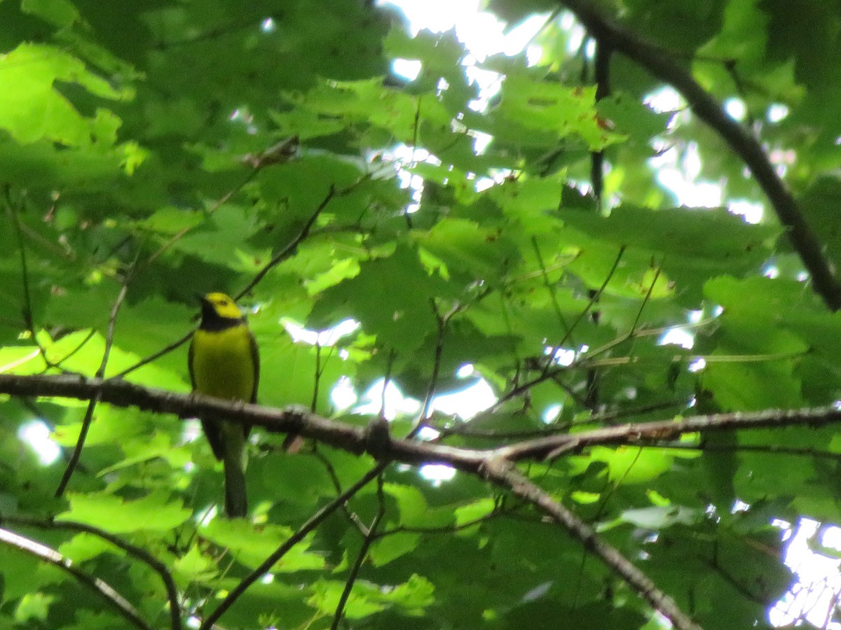 Hooded Warbler - ML167713431