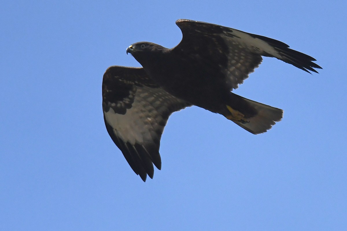 Zapelatz arrunta (vulpinus/menetriesi) - ML167713501