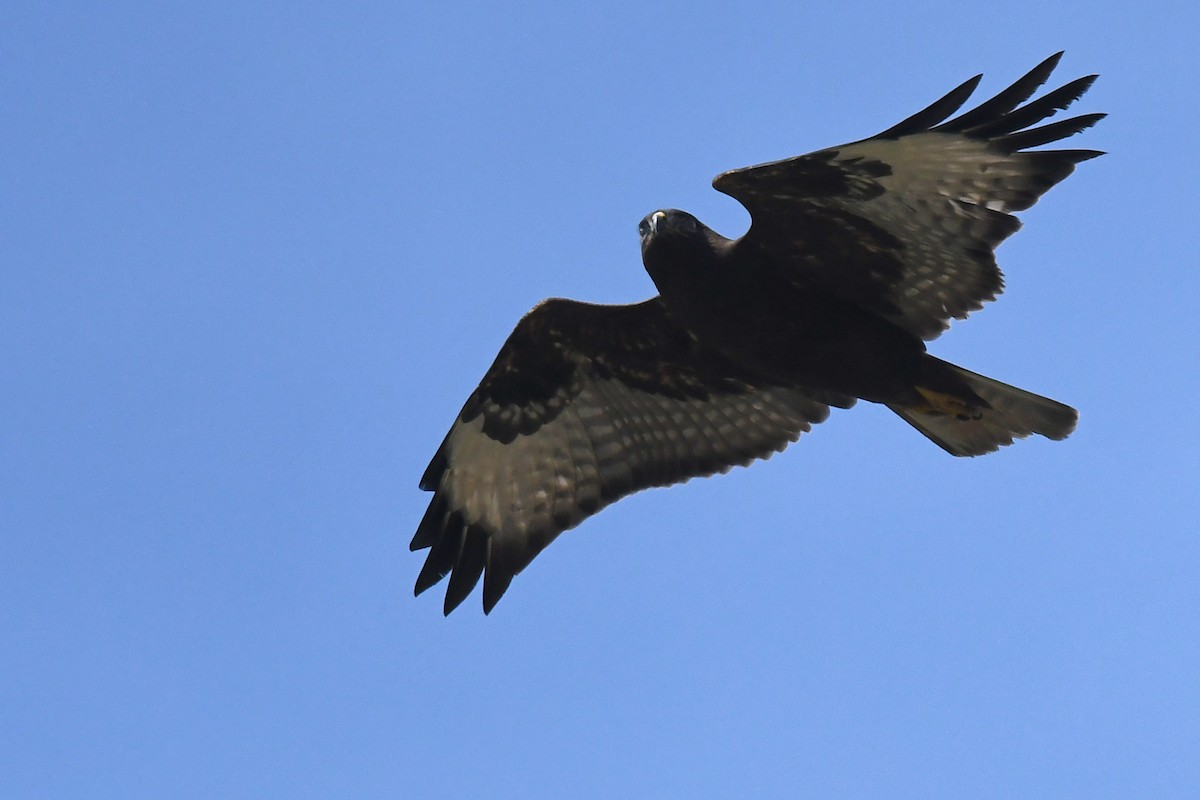 Zapelatz arrunta (vulpinus/menetriesi) - ML167713521