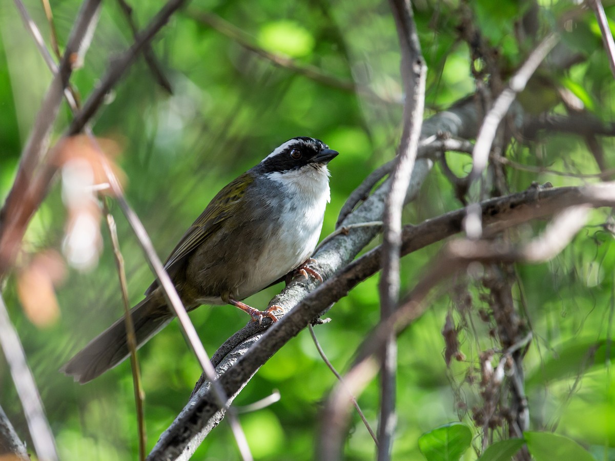 White-browed Brushfinch - ML167716311