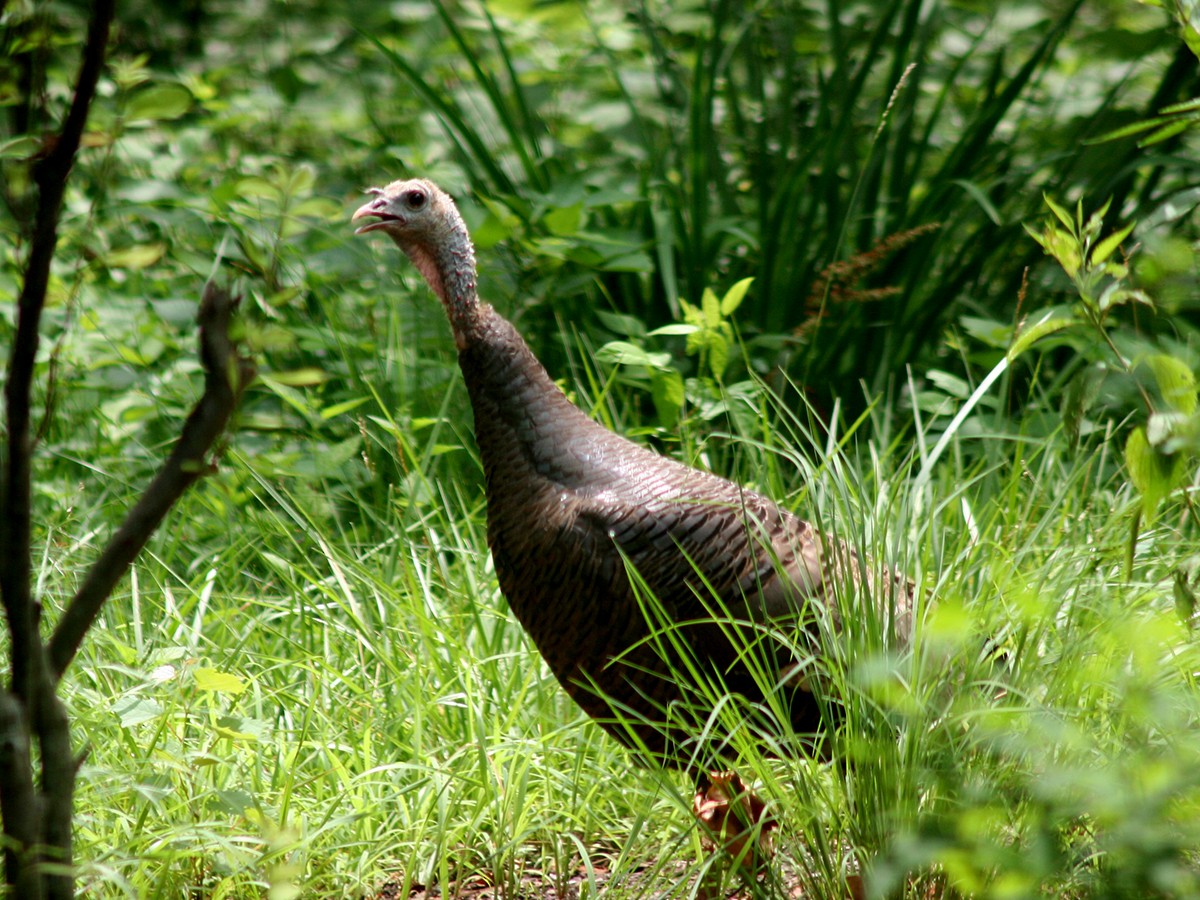 Wild Turkey - ML167717631