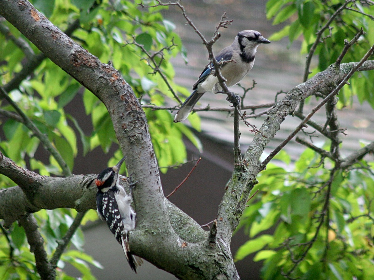 Hairy Woodpecker - ML167718741