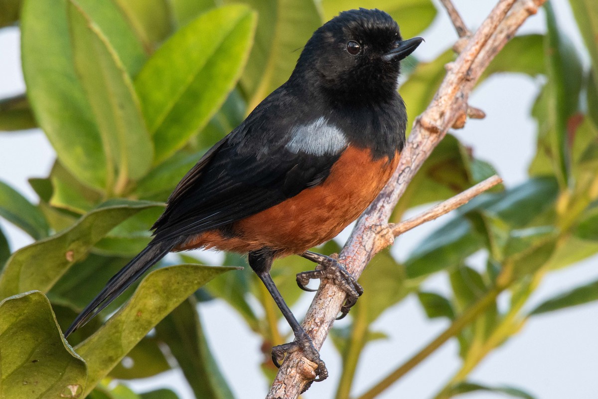 Chestnut-bellied Flowerpiercer - ML167719631