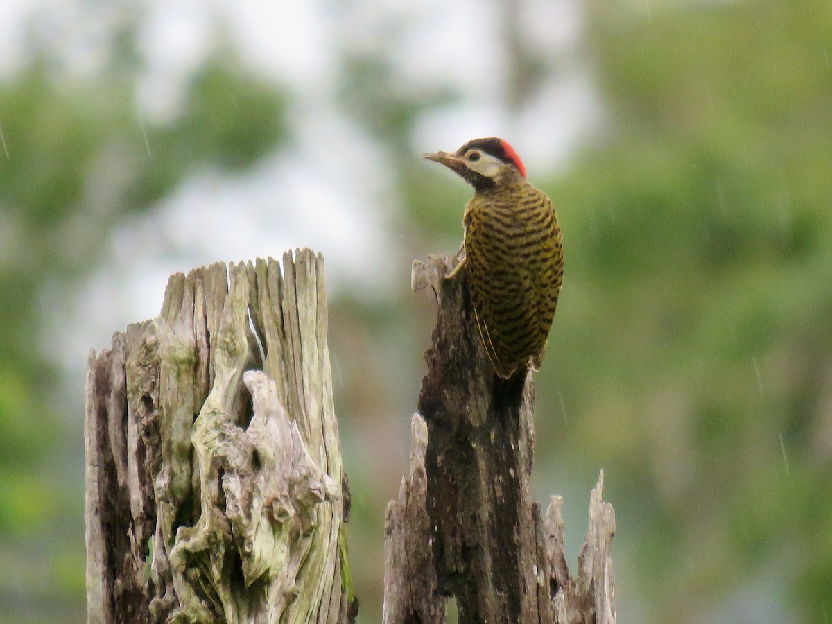 Spot-breasted Woodpecker - ML167719671