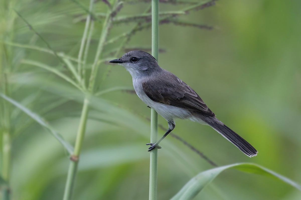 River Tyrannulet - Alexandre Gualhanone