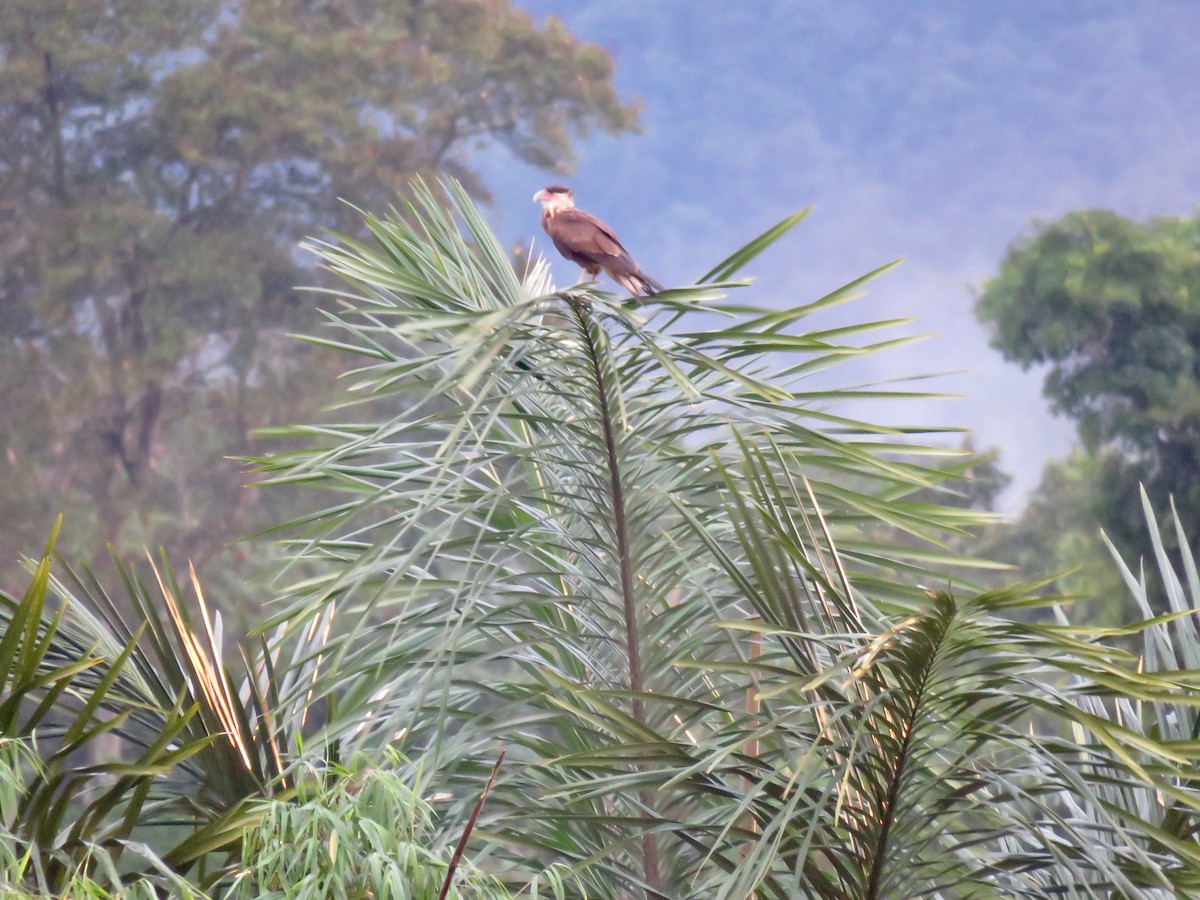 Crested Caracara (Northern) - ML167720421