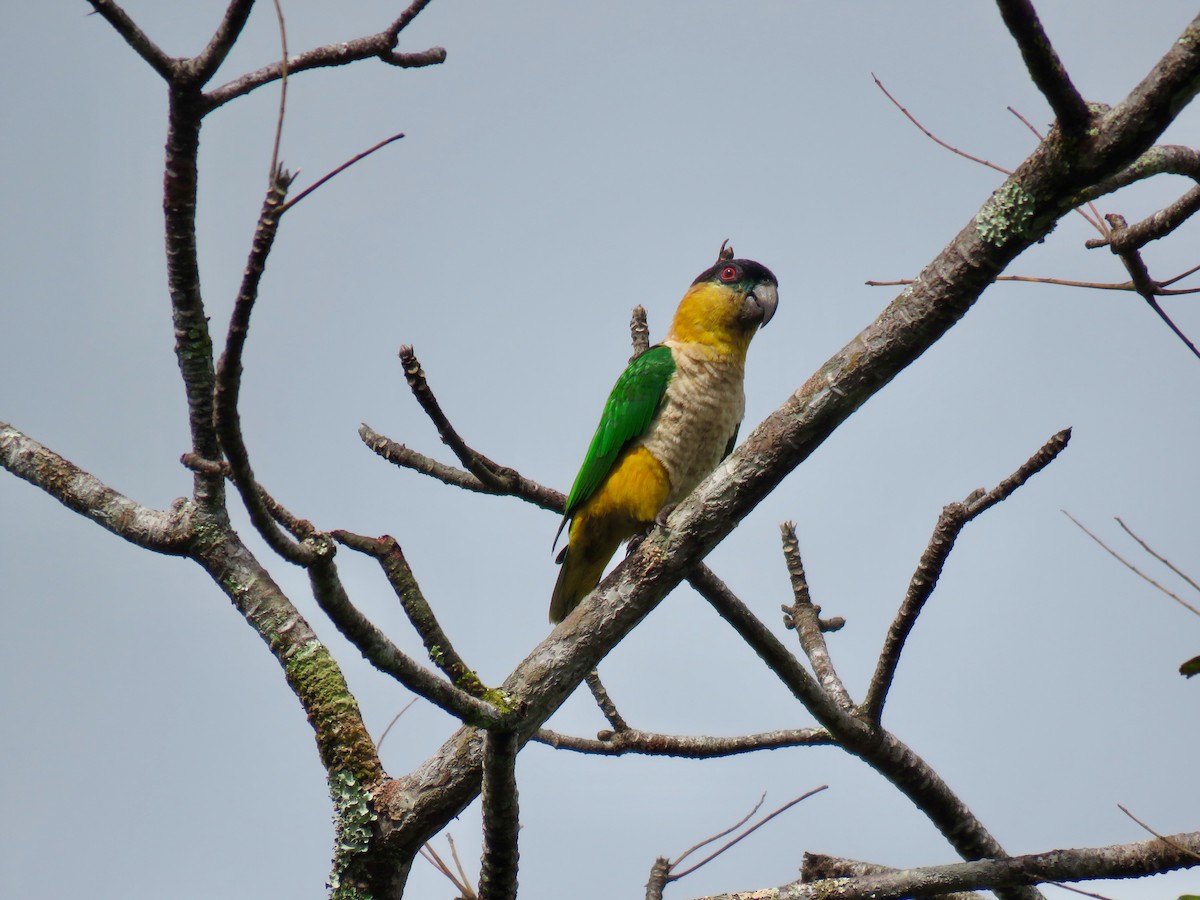 Black-headed Parrot - Jose Martinez De Valdenebro