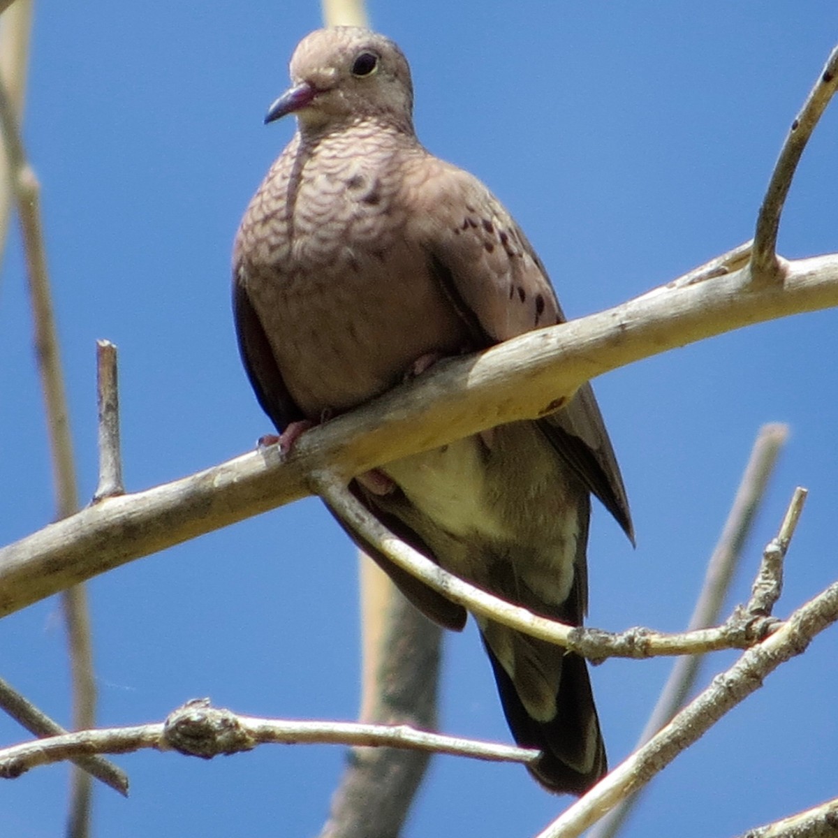 Common Ground Dove - ML167720751