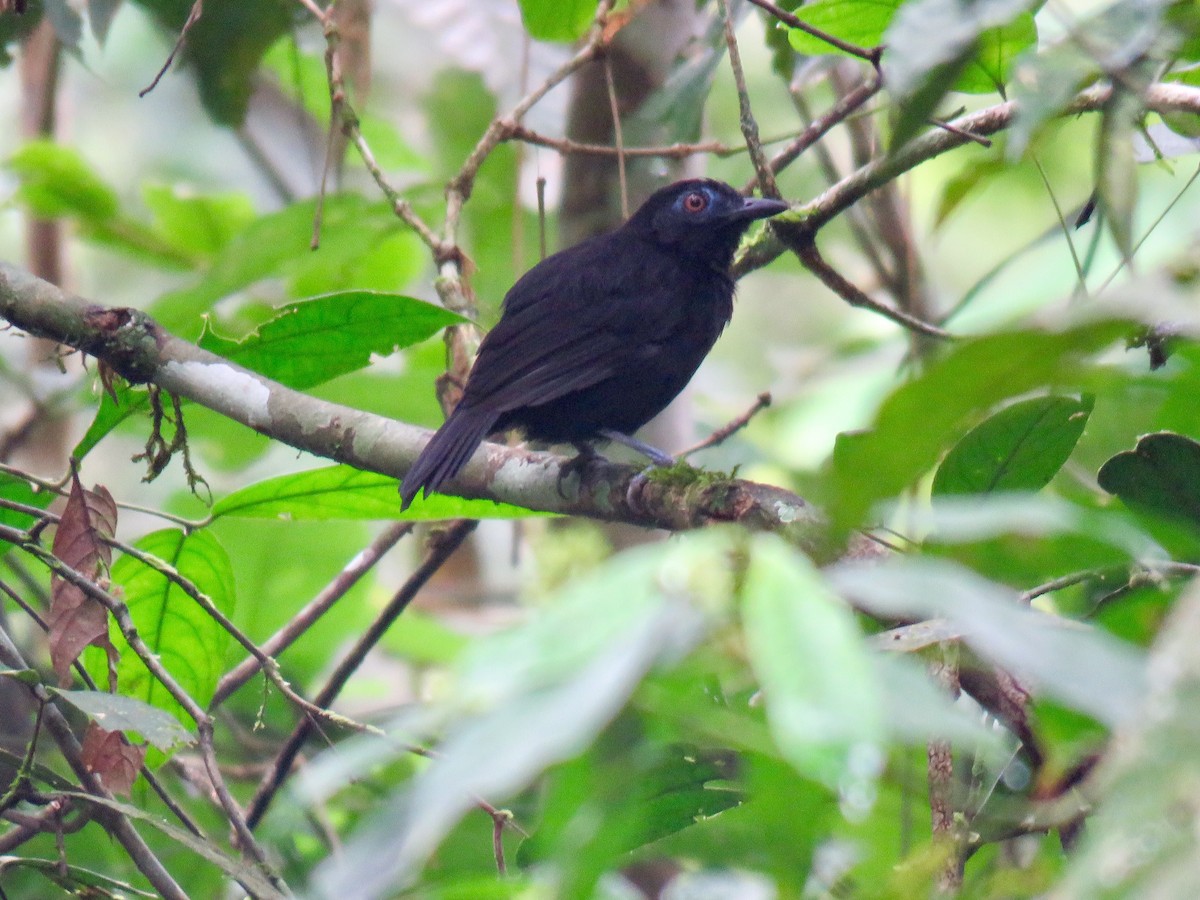 White-shouldered Antbird - Jose Martinez De Valdenebro