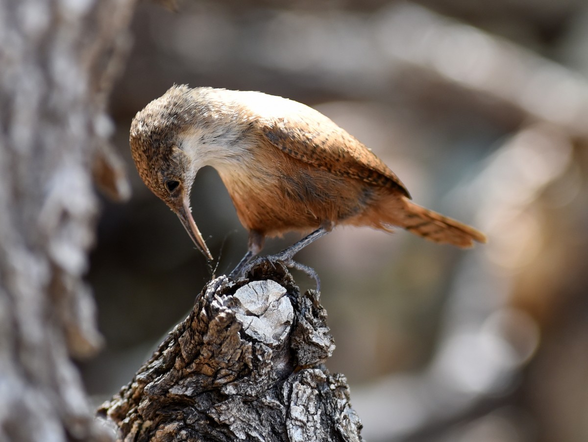 Canyon Wren - ML167722661