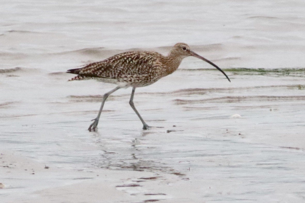 Eurasian Curlew - ML167722871