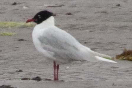 Gaviota Cabecinegra - ML167722921