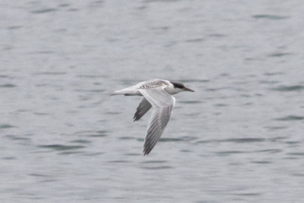 Sandwich Tern - ML167723091