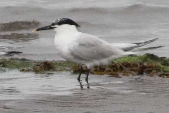 Sandwich Tern - ML167723101