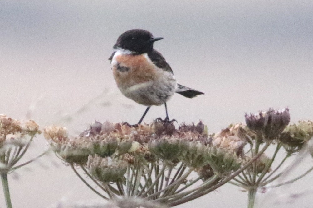 European Stonechat - ML167723291