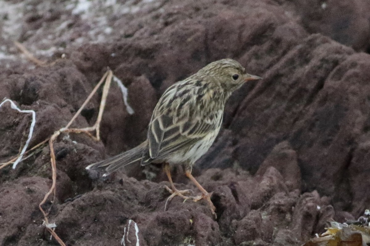 Meadow Pipit - ML167723381