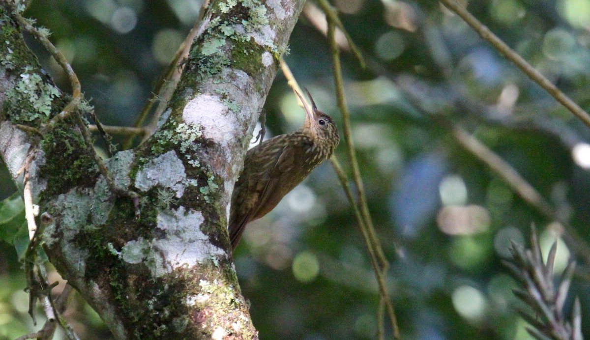 Ceara Woodcreeper - Anthony Collerton