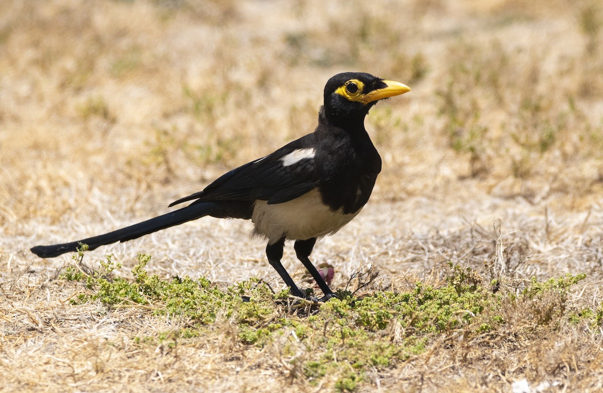 Yellow-billed Magpie - ML167726001