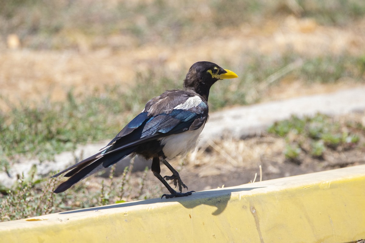 Yellow-billed Magpie - ML167726121