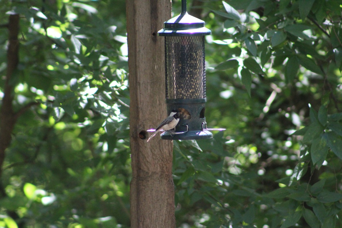 Carolina Chickadee - ML167729581