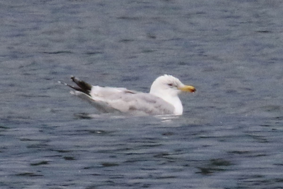 Herring Gull - Noah Strycker