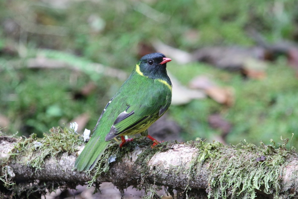 Green-and-black Fruiteater - ML167730781
