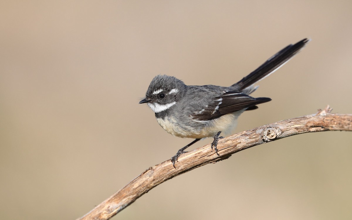 Gray Fantail - Ged Tranter