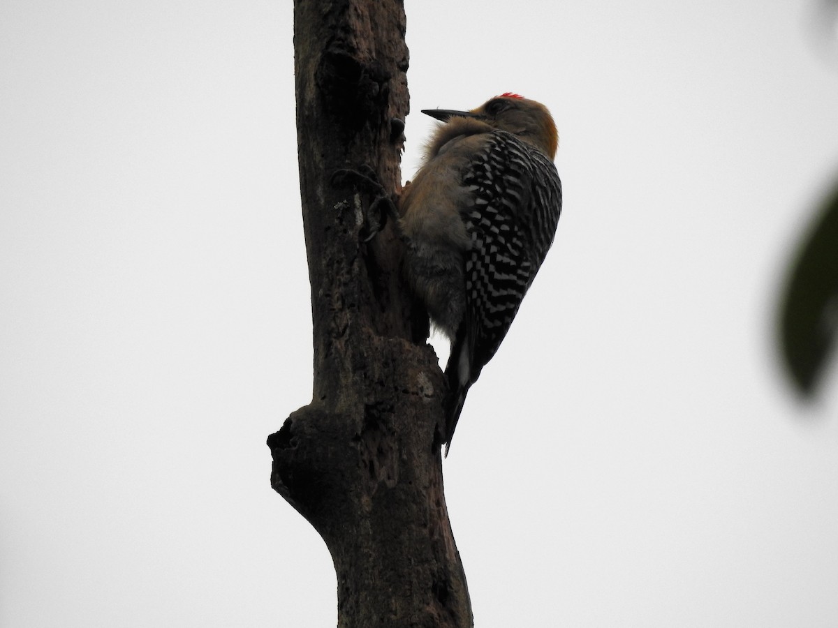 Hoffmann's Woodpecker - Néstor Villalobos Rojas