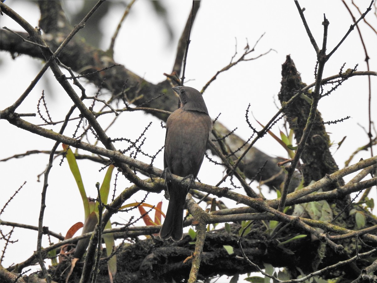 Shiny Cowbird - Néstor Villalobos Rojas