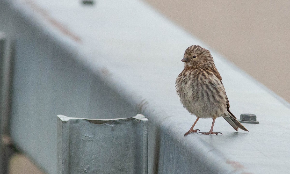 Common Redpoll - ML167733251