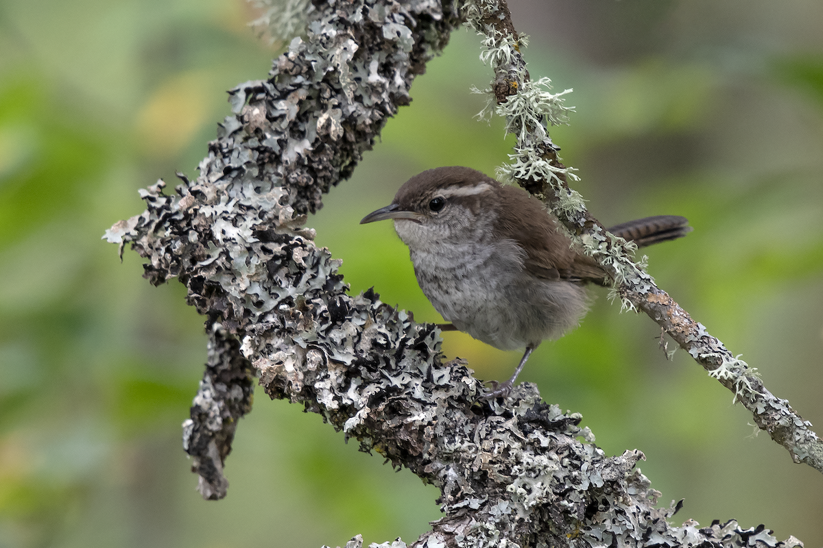 Bewick's Wren - ML167734451