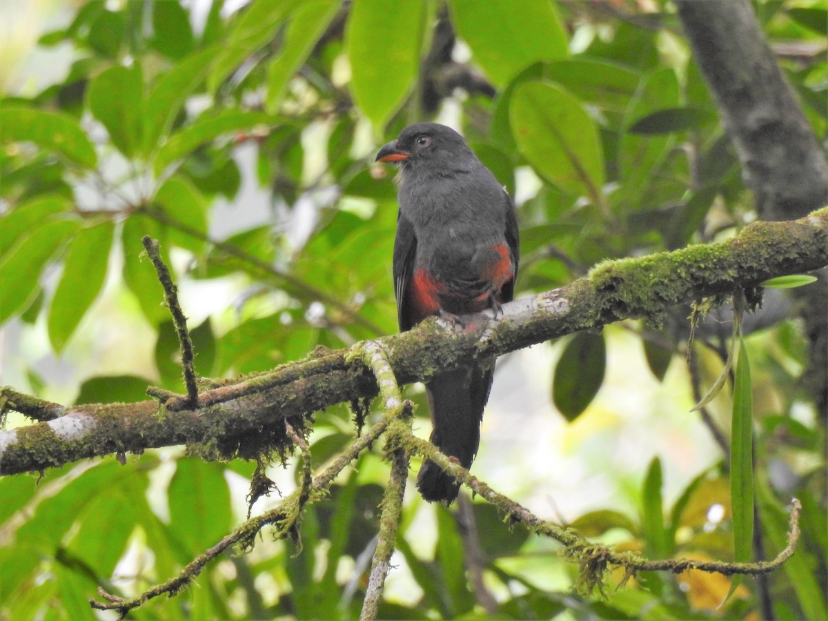 Slaty-tailed Trogon - ML167735201