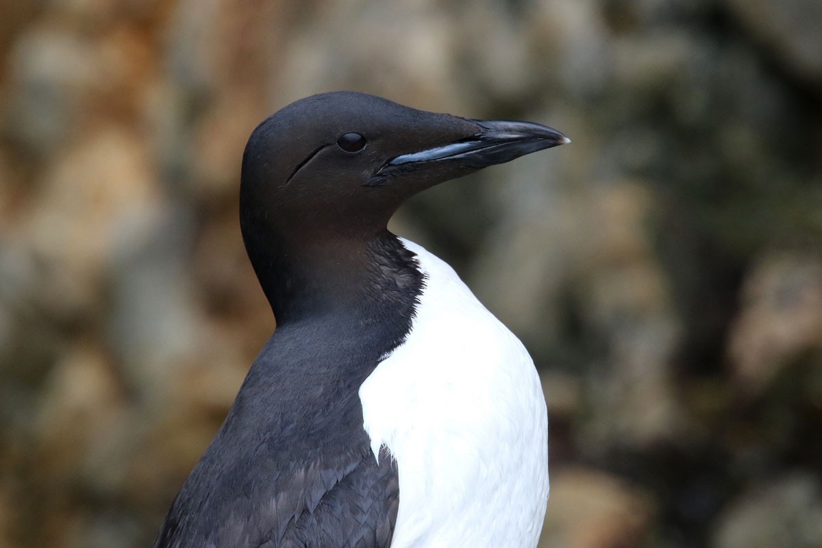 Thick-billed Murre - ML167735571