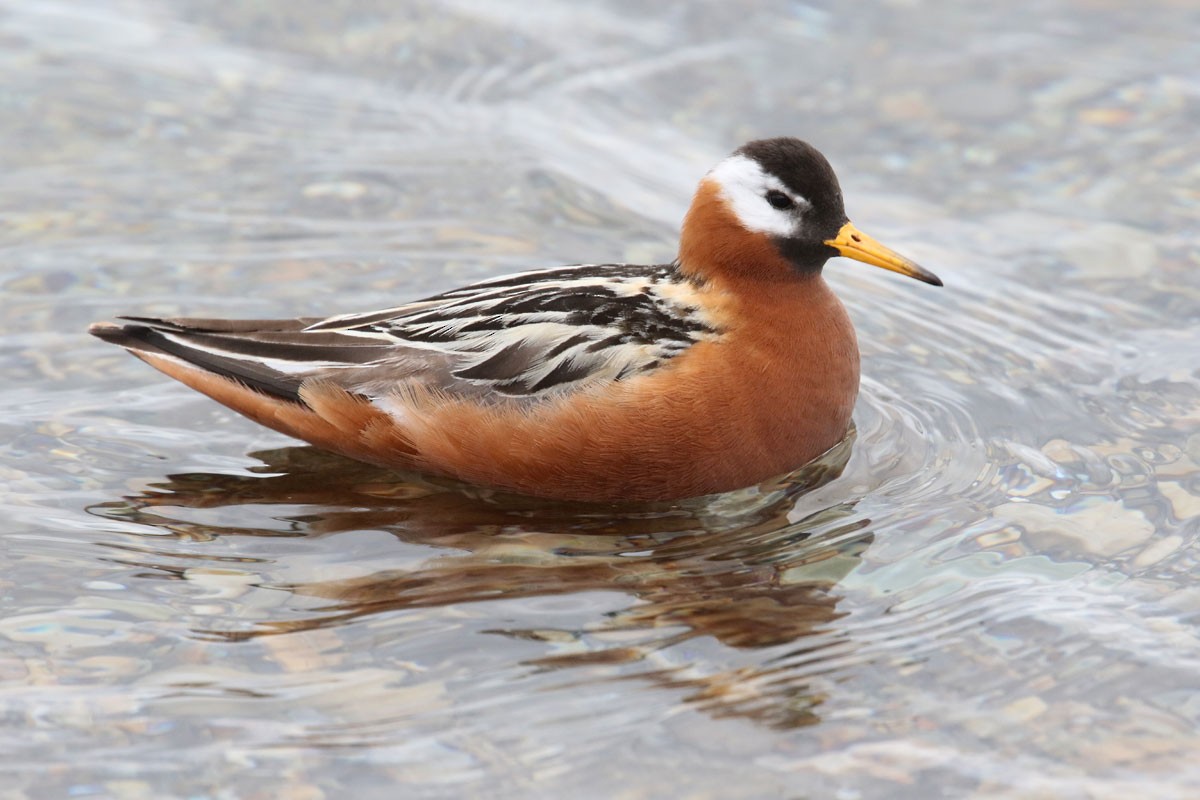 Red Phalarope - Noah Strycker