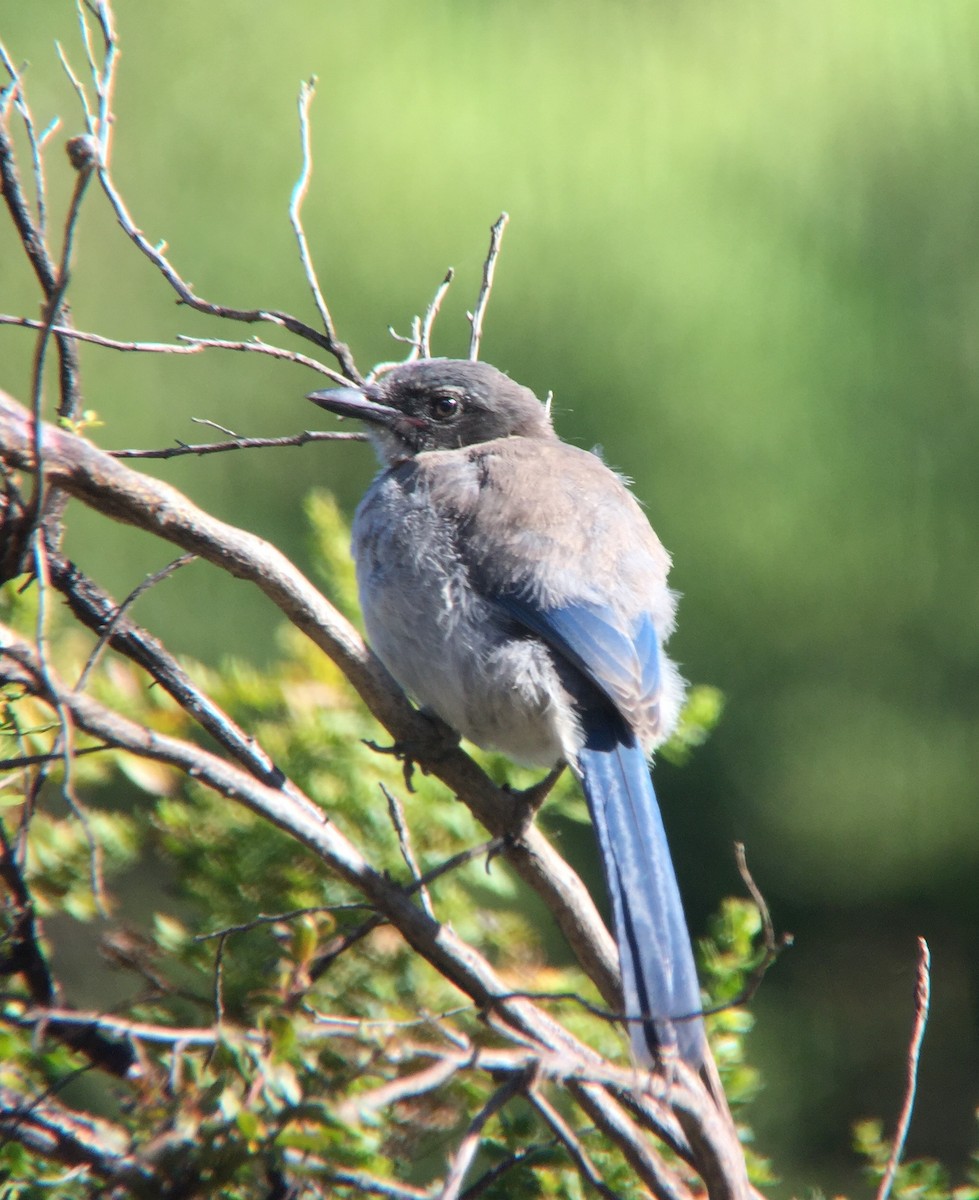 California Scrub-Jay - Carter Gasiorowski