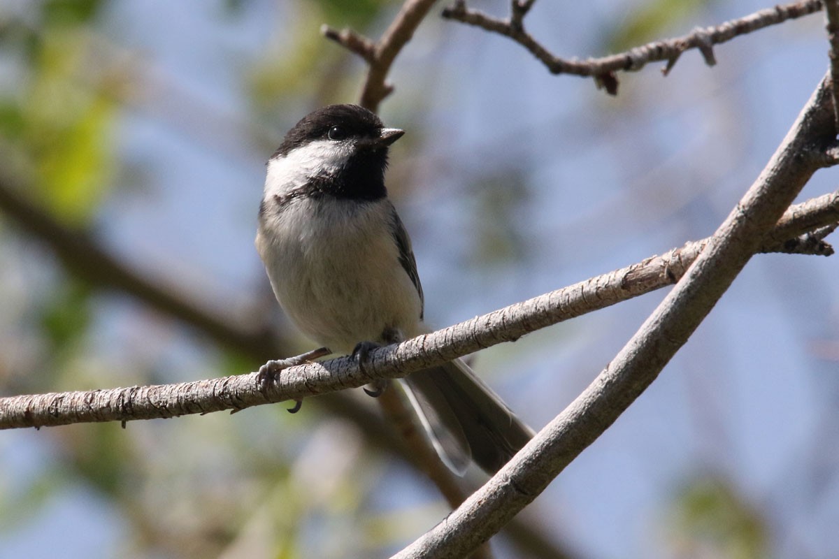 Black-capped Chickadee - ML167738091