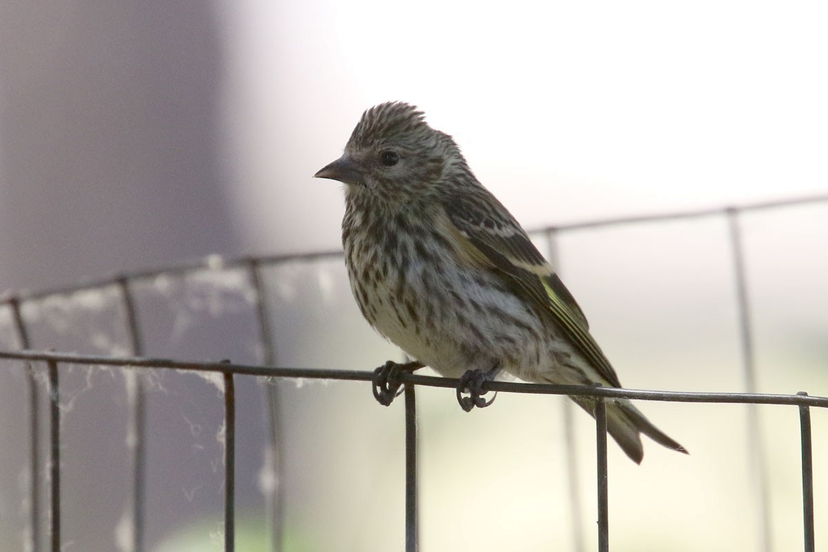 Pine Siskin - ML167738101