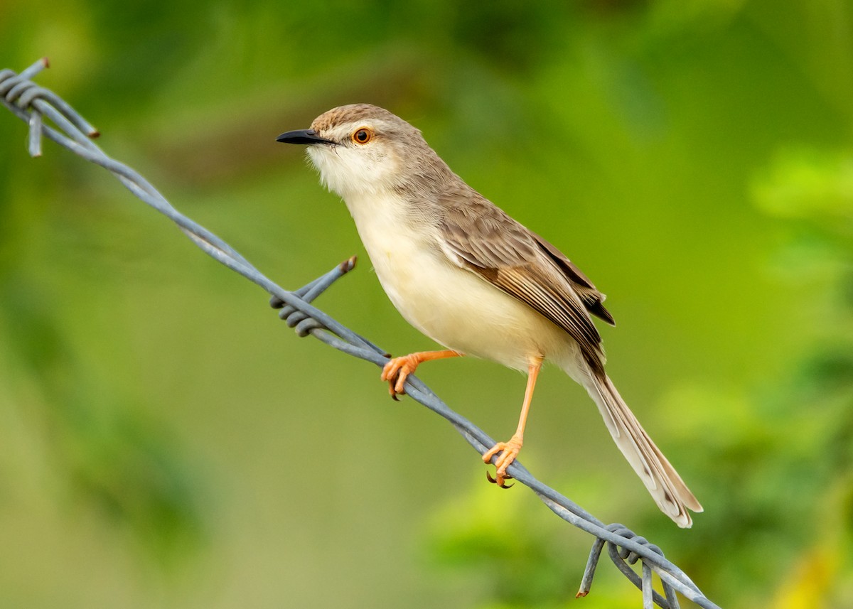 Plain Prinia - ML167738961