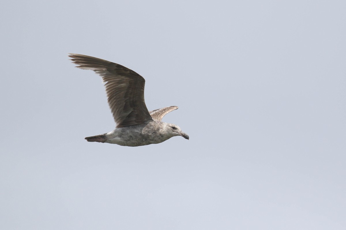 Western Gull - ML167739691