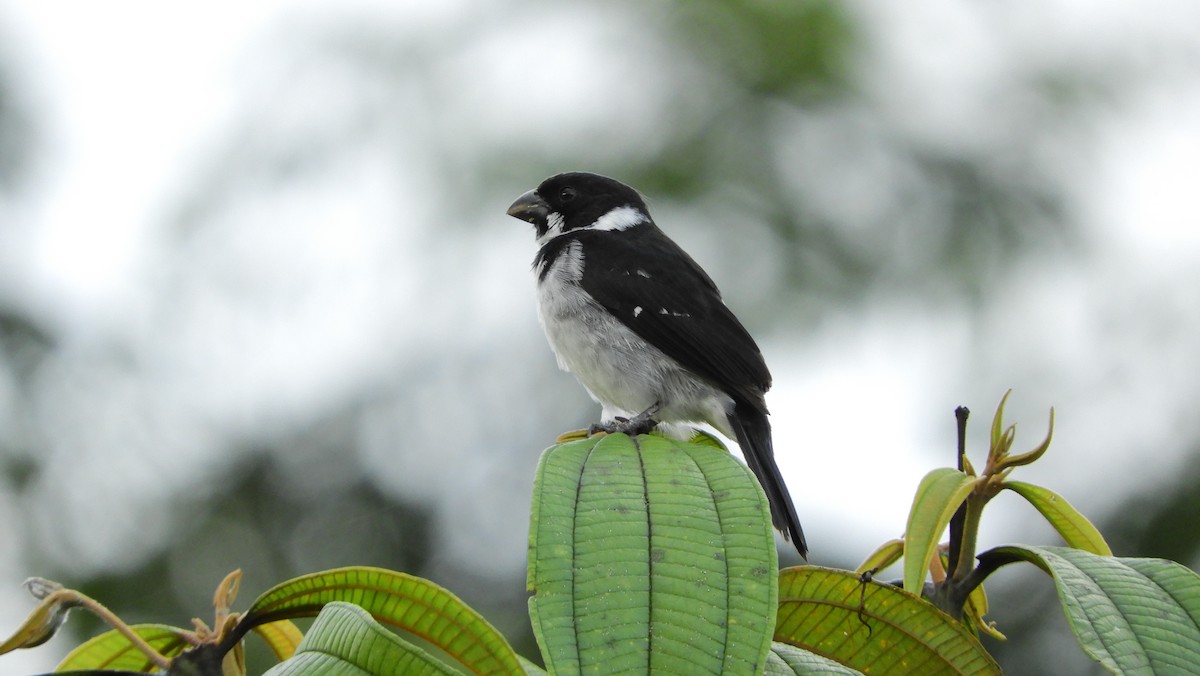 Wing-barred Seedeater (Caqueta) - ML167741241